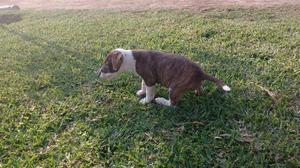 Vendo Perrita de Raza Pitbull