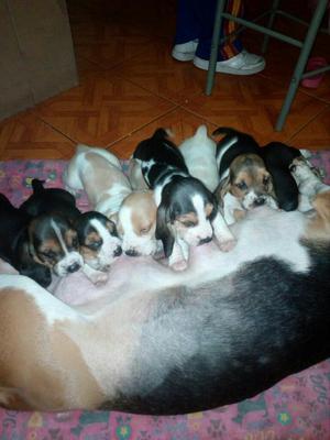 Venta de Cachorros