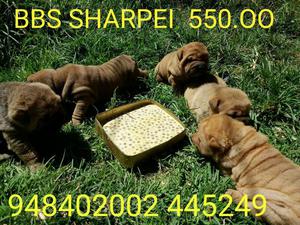 Venta de perritos Sharpei Arequipa