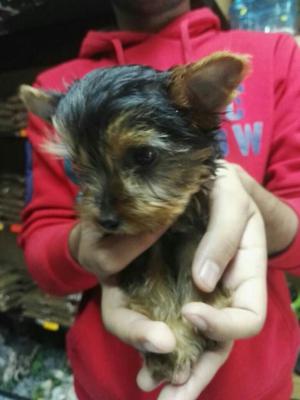 Yorkshire Terrier Finos Cachorritos