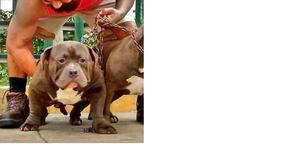 american bully