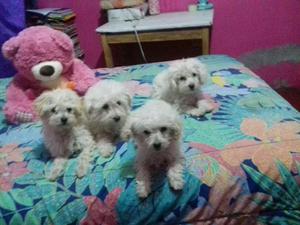 cachorritos poodle muy lindos y tiernos