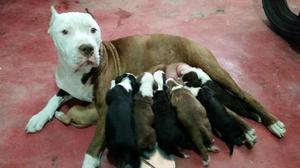 cachorros pitbul red nose