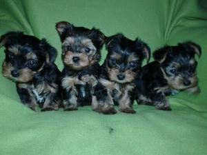 lindos enanitos yorkshire terrier toy