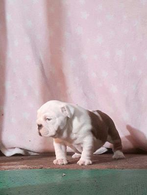 lindos y bellos bulldog ingles con pedigre plateado