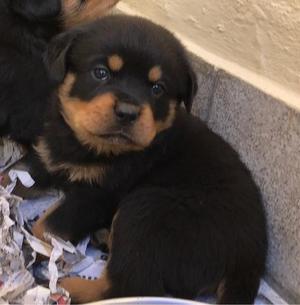 lindos y hermosos rottweiler