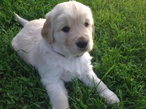 lindos y preciosos golden retriever