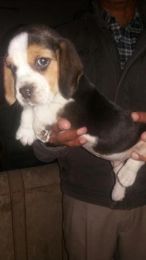 Beagle Tricolor