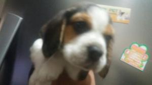 Beagle Tricolor Fotos Reales Vacunados