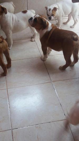 Buldog Ingles Cachorros