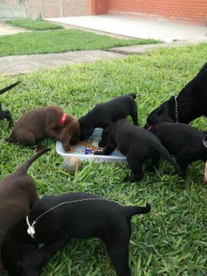 Cachoros Labradores Negros