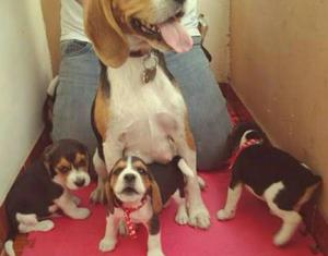 Cachorro Beagles De13 Pulgadas Tricolor