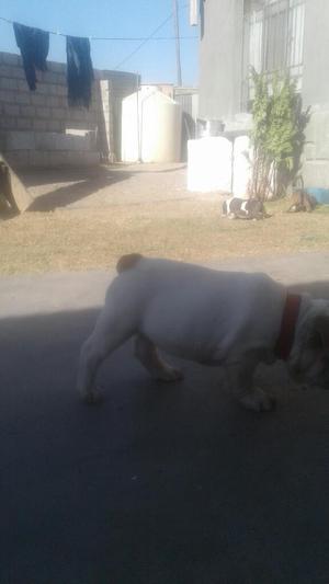 Cachorro Bulldog