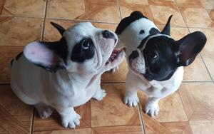 Cachorros Bulldog Frances con pedigree