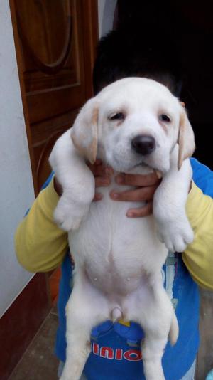 Cachorros Labradores