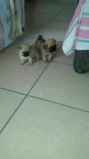 Cachorros Pug