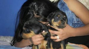 Cachorros Rottwiler