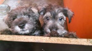 Cachorros schnauzer