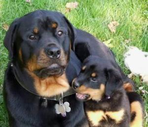 Cahorritos Rottweiler