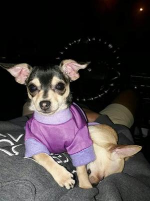 Chihuahua Hembra