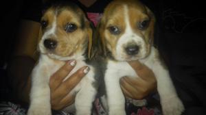 Hermosos Cachorro Beagles Tricolor