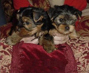 INCOMPARABLES CACHORROS MACHOS YORKSHIRE TERRIER MINITOY