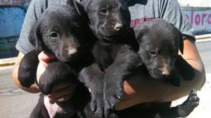 Lindos Labradores Puros