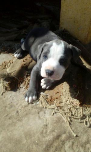 Se Vende Pittbul Blue