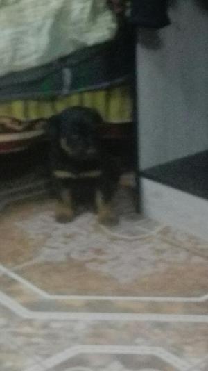 Vendo Cachorros Rowailer a 250