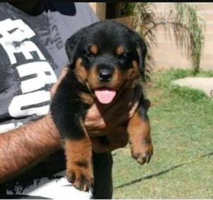 Vendo Perro Rottweiler Aleman