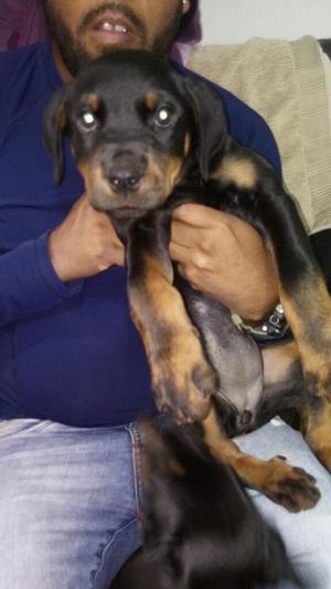 Vendo Rottweiler Hembra