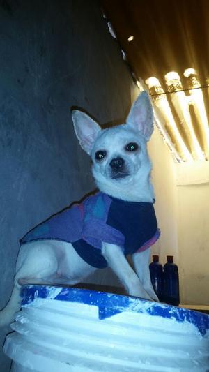 Venta de Chihuahuas