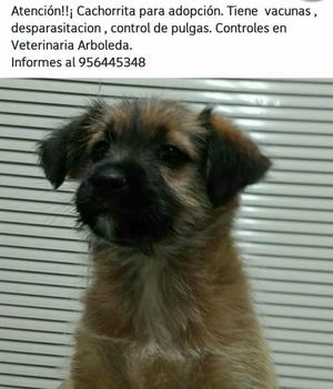 en Adopcipn Urgente