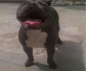 American Bully