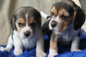 BEAGLE TRICOLORES