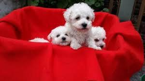 BICHON FRISE TOY AMIGABLES