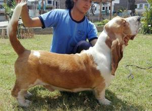 Basset Hound / Servicio de Monta