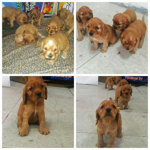 CACHORROS COCKER SPANIEL