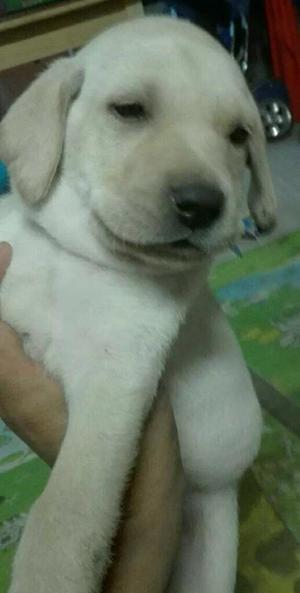 Cachorro Labrador