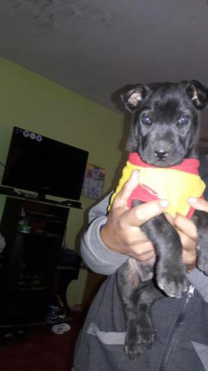 Cachorro Pitbull