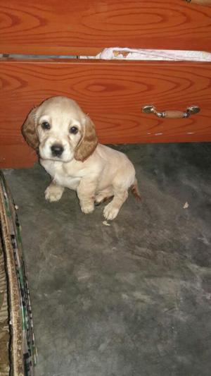 Cachorro de Cocker Spaniel