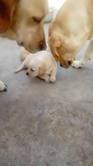 Cachorros Labrador de 1 Mes de Nacidos
