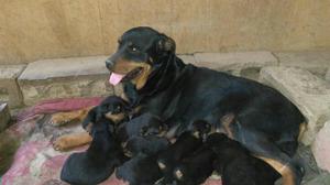 Cachorros Rottwealer