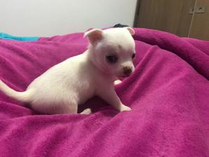 Chihuahuas Disponibles