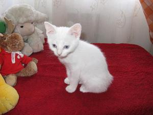 GATITOS ANGORA BLANQUITOS