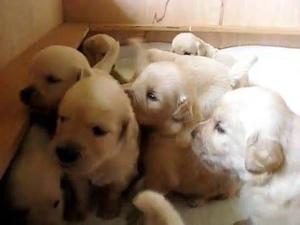 HERMOSOS GOLDEN RETRIEVER