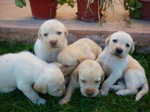 LABRADOR CACHORROS