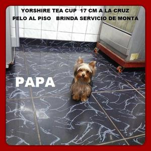 Lindo Yorshire Tea Cup Busca Lindas Novias