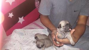 Lindos Cachorros Pug Carlino