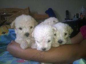 POODLE BELLOS RAZA TOY